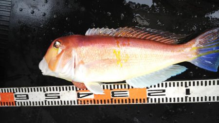 第二龍勢丸 釣果