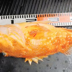 第二龍勢丸 釣果