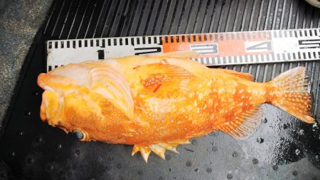 第二龍勢丸 釣果