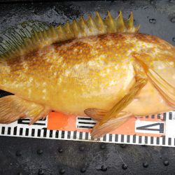 第二龍勢丸 釣果