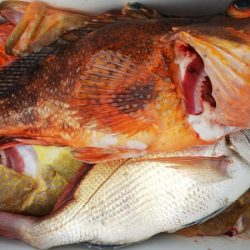 第二龍勢丸 釣果