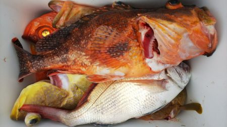 第二龍勢丸 釣果