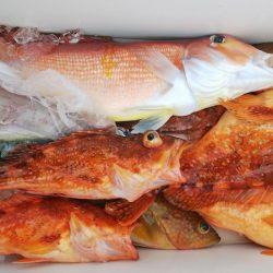 第二龍勢丸 釣果