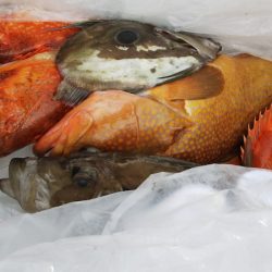 第二龍勢丸 釣果