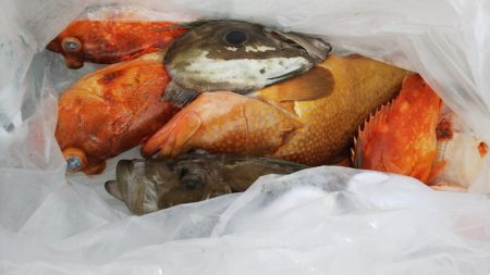 第二龍勢丸 釣果