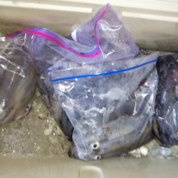 第二龍勢丸 釣果