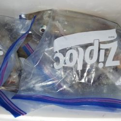 第二龍勢丸 釣果