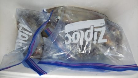 第二龍勢丸 釣果