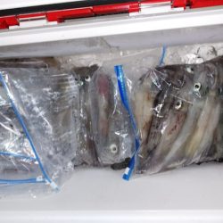 第二龍勢丸 釣果