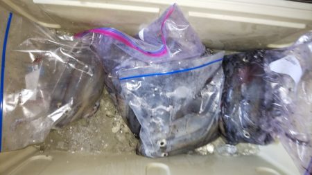 第二龍勢丸 釣果