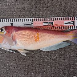 ARCADIAⅡ （アルカディアⅡ） 釣果