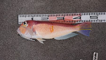 ARCADIAⅡ （アルカディアⅡ） 釣果