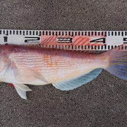 ARCADIAⅡ （アルカディアⅡ） 釣果