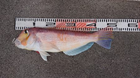 ARCADIAⅡ （アルカディアⅡ） 釣果