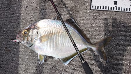 ARCADIAⅡ （アルカディアⅡ） 釣果