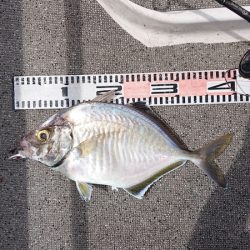 ARCADIAⅡ （アルカディアⅡ） 釣果