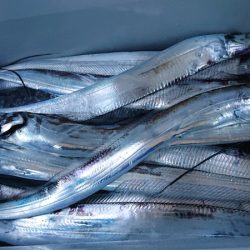 シースナイパー海龍 釣果