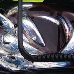 シースナイパー海龍 釣果