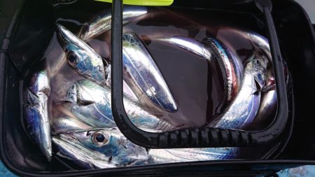 シースナイパー海龍 釣果