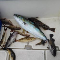海友丸 釣果