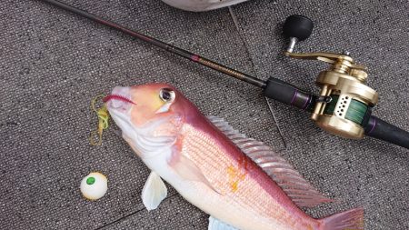 ARCADIAⅡ (アルカディアⅡ) 釣果