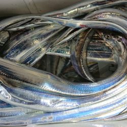 シースナイパー海龍 釣果