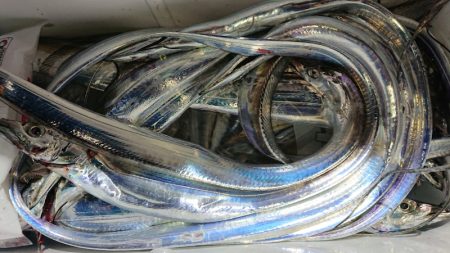 シースナイパー海龍 釣果