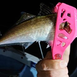 シースナイパー海龍 釣果