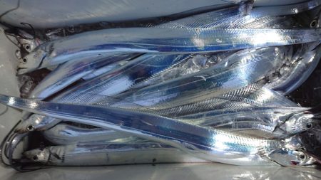 シースナイパー海龍 釣果