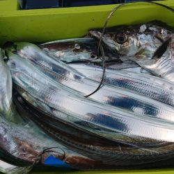 シースナイパー海龍 釣果