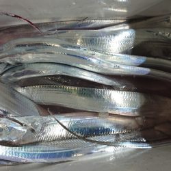 シースナイパー海龍 釣果