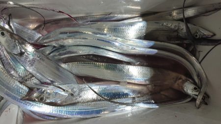 シースナイパー海龍 釣果