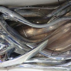 シースナイパー海龍 釣果