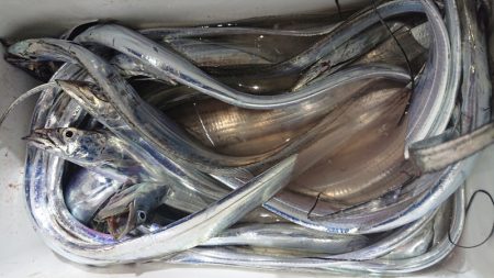 シースナイパー海龍 釣果