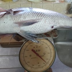 第二ゆず丸 釣果