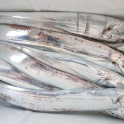 シースナイパー海龍 釣果