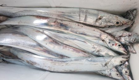 シースナイパー海龍 釣果