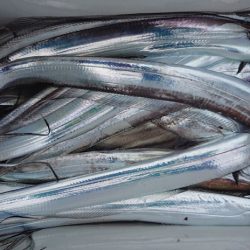 シースナイパー海龍 釣果