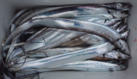 シースナイパー海龍 釣果