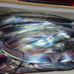 シースナイパー海龍 釣果