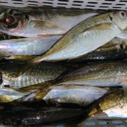 シースナイパー海龍 釣果