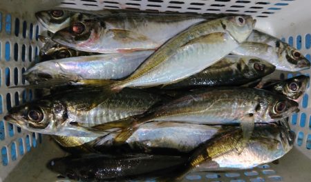 シースナイパー海龍 釣果