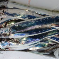 シースナイパー海龍 釣果