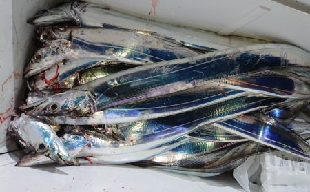 シースナイパー海龍 釣果