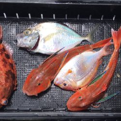 渡船屋たにぐち 釣果