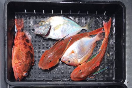 渡船屋たにぐち 釣果