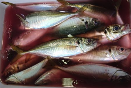 シースナイパー海龍 釣果