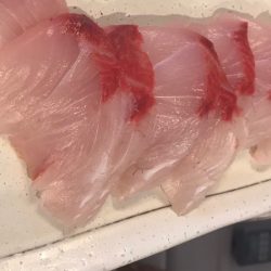 龍神丸(鹿児島) 釣果