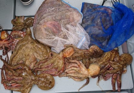 遊漁船　家入 釣果