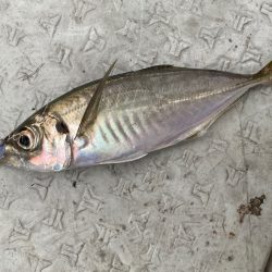 あみや渡船 JIGBOY 釣果